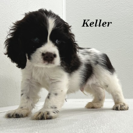 puppy, for, sale, Cocker Spaniel, Joe & Cherri  Overlease, dog, breeder, Miller, MO, dog-breeder, puppy-for-sale, forsale, nearby, find, puppyfind, locator, puppylocator, aca